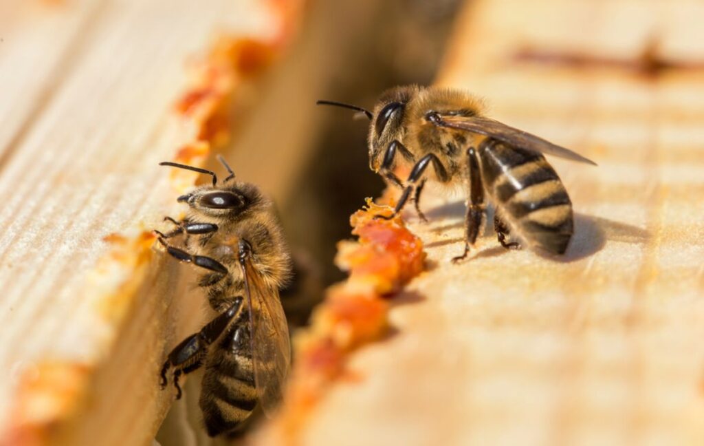 Pčele radilice-propolis-saće.