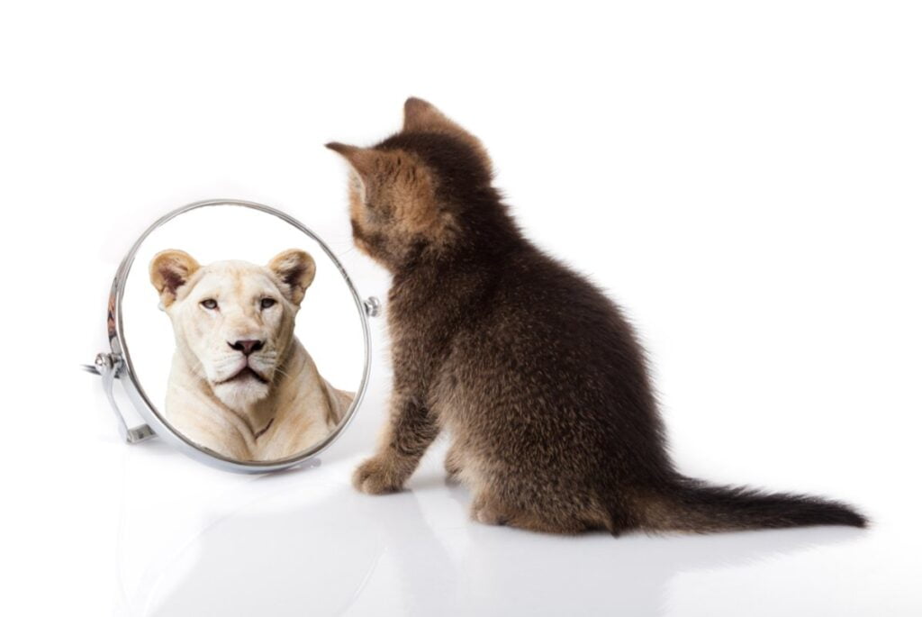 Mačka u ogledalu vidi lava.