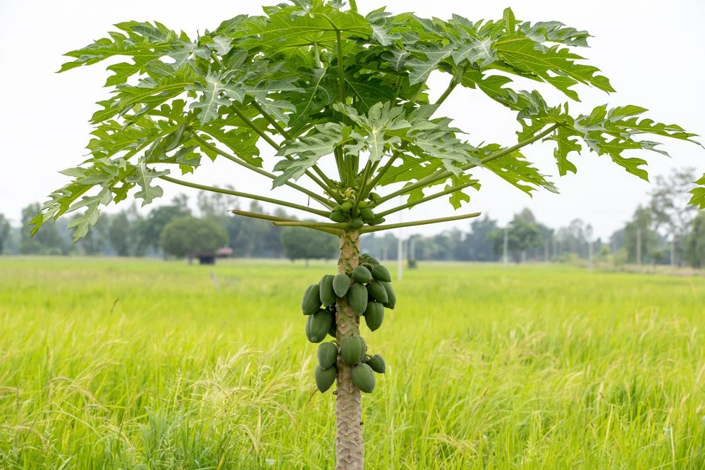 drvo papaje