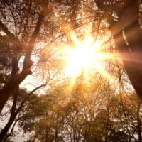 sunce kroz drvece