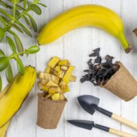 Banane