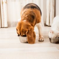 Pas i ma'ka jedu svoj obrok