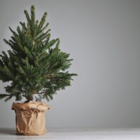 Prirodna novogodišnja jelka u saksiji