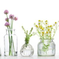 Možemo li cvećem da pobedimo komarce