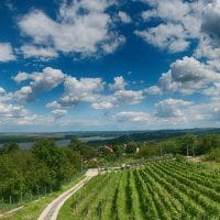 Vinograd na obali Dunava.