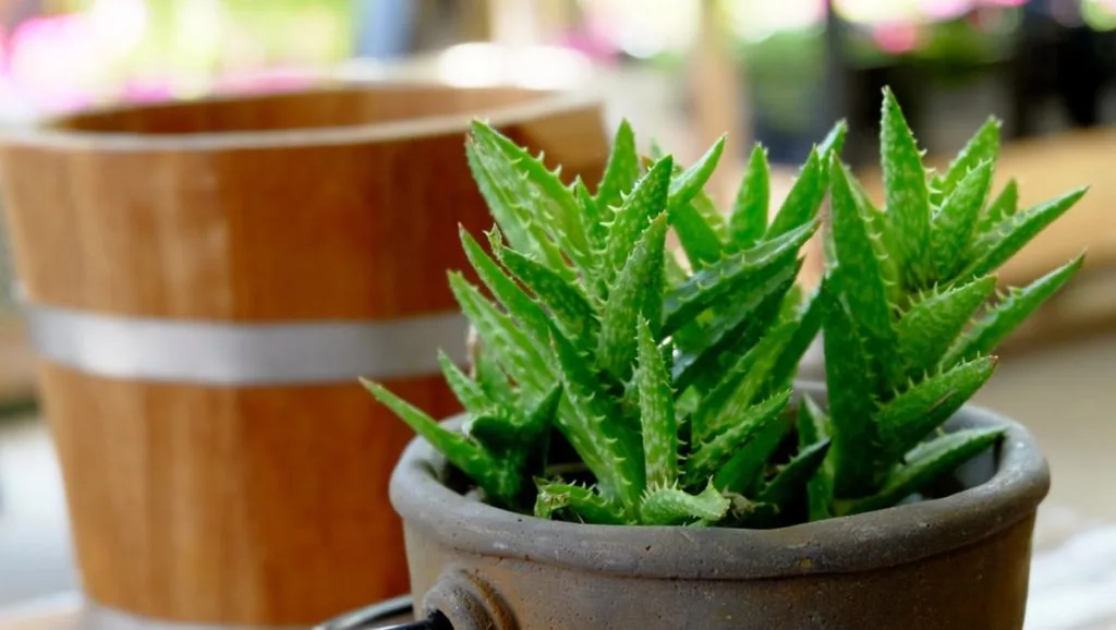 Aloe vera | Uzgoj i nega biljke u kunim uslovima | To Sam Ja