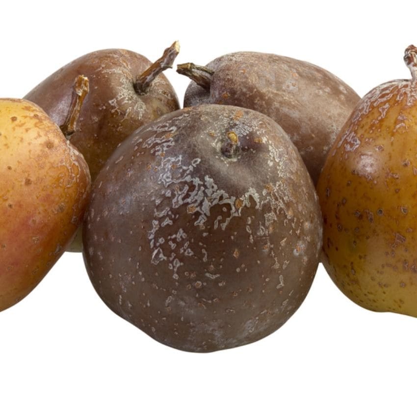 Nekoliko oskorusa, zrela i gnjila.