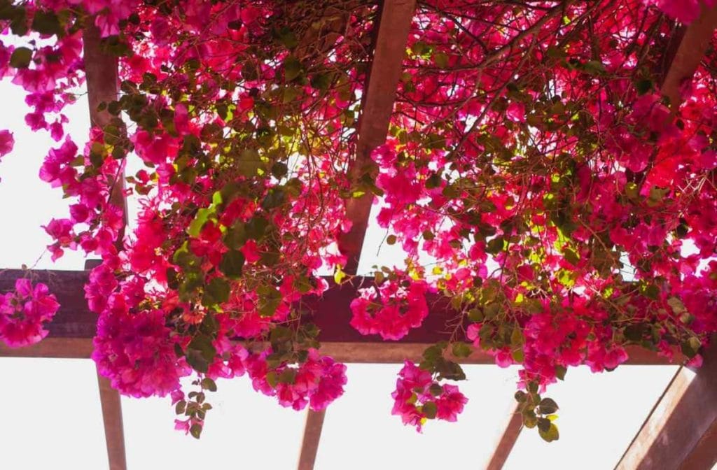 Roze bugenvileja, kao puzavica na terasi.