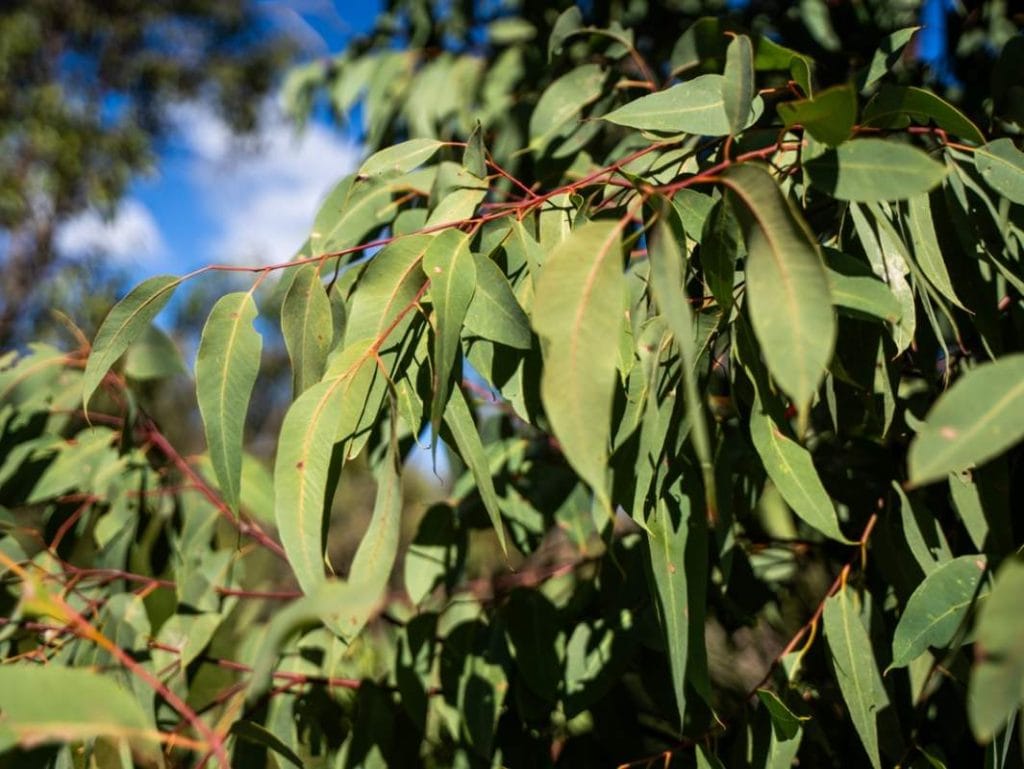 Eukaliptus-bledo zeleno uzano li&scaron;će.