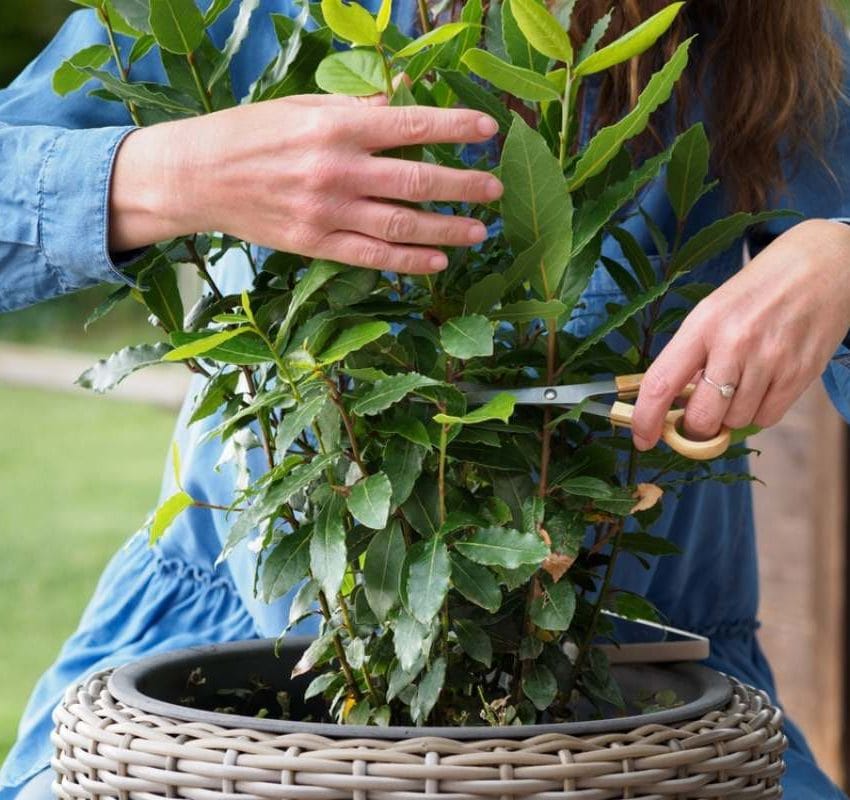 Žena koja bere lovororovo lišće. Prvo je skupila grančice u pletenu korpu.