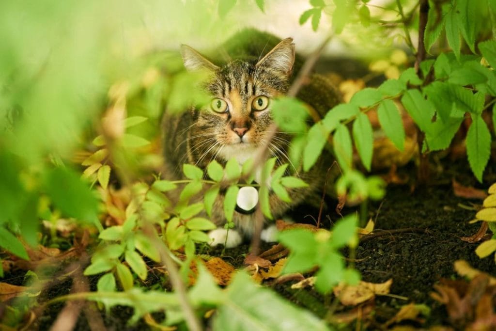 Mačka sa air tag-om na ogrlici