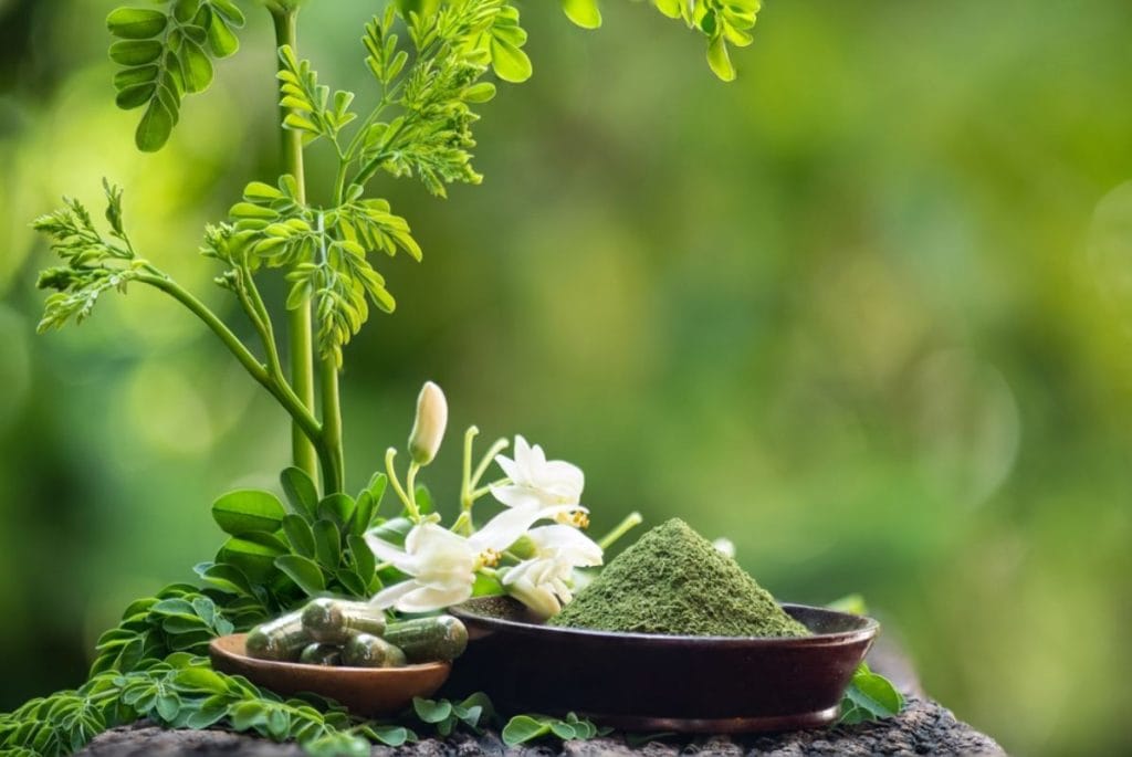 Moringa cvet, grančica, prah.