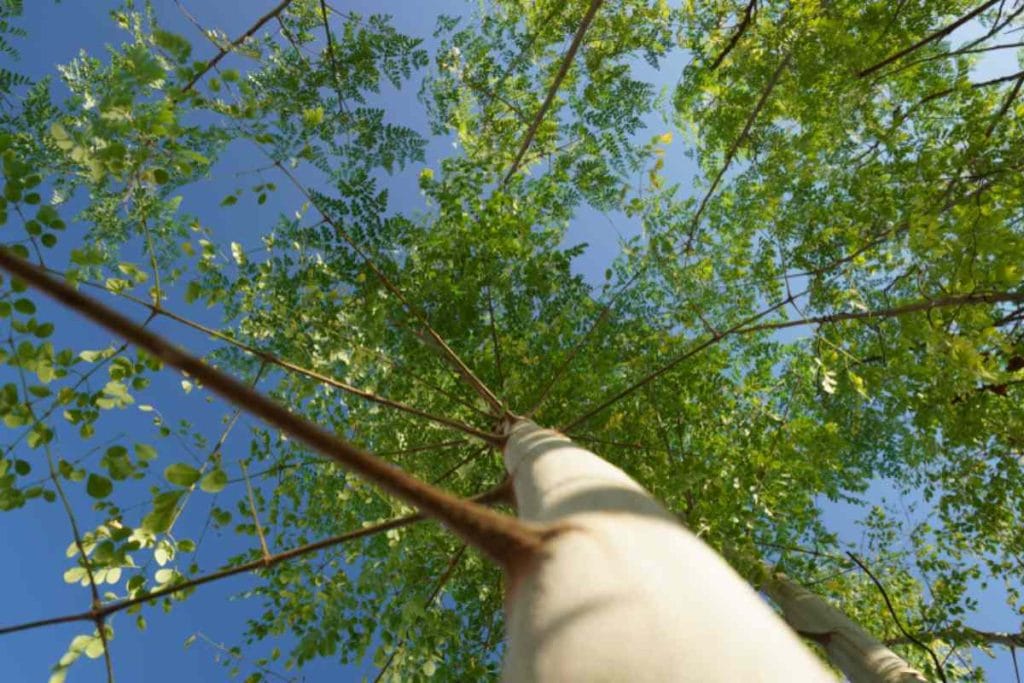 Moringa drvo