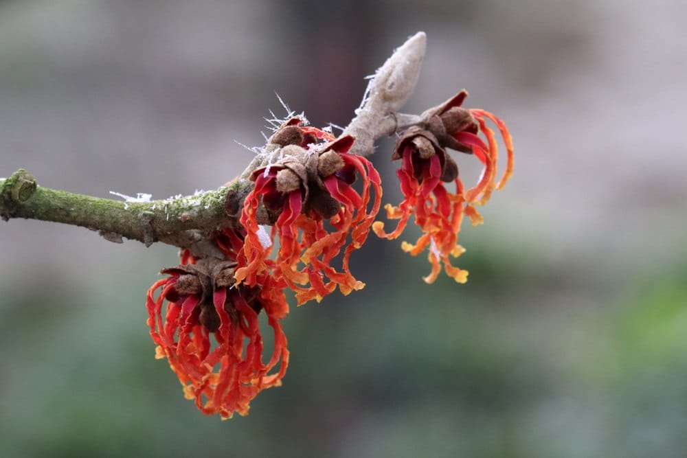 Resasti cvet koji visi sa grane grma Hamamelis jelena.