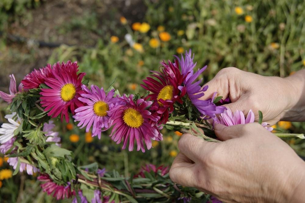Aster cvetovi, nega.