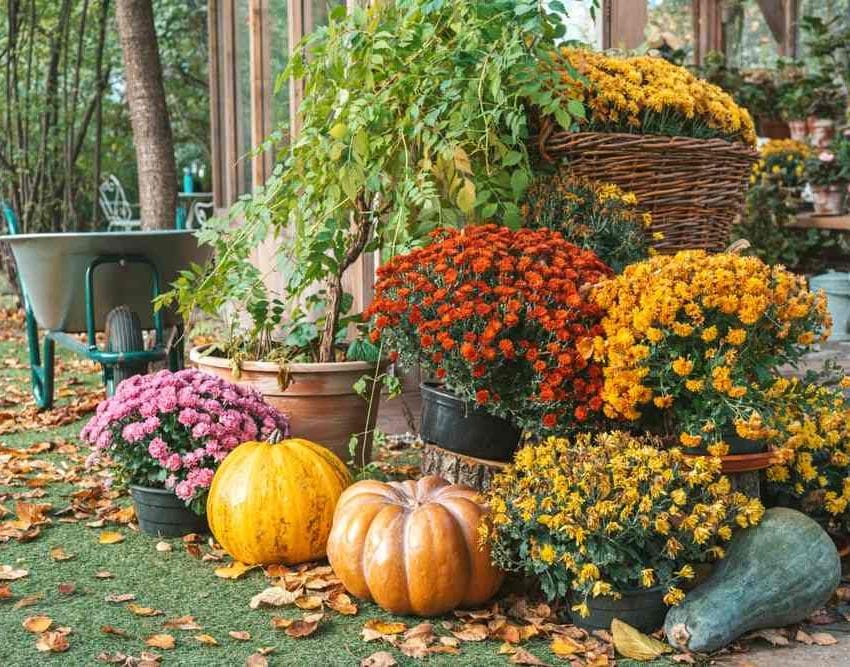 Hrizanteme, raznih boja u saksijama. Žute. narandžaste...