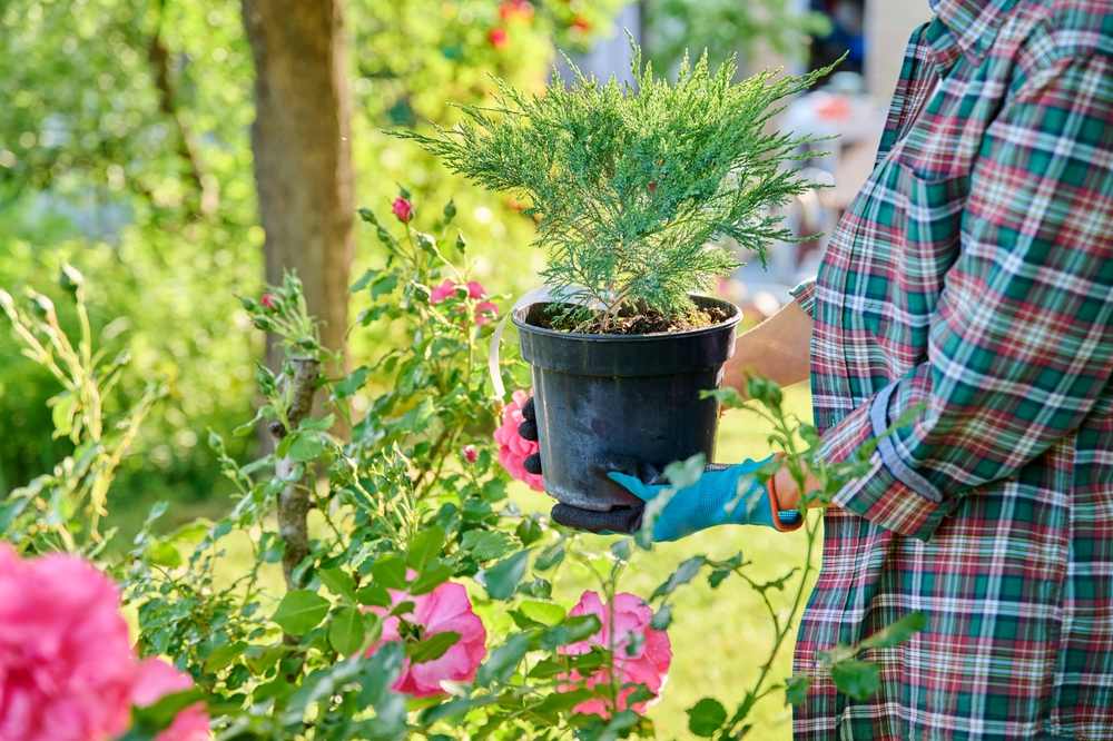 Patuljasti juniper. Žena je yasadilau saksiju i drži u rukama.