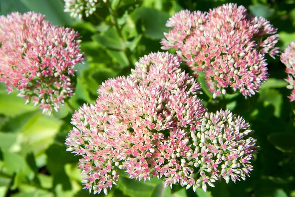 Sedum, cvast, bledo ružičasta.