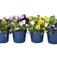 Dan i noć cvetići u saksijama, žuti, ljubičasti, beli.