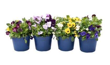 Dan i noć cvetići u saksijama, žuti, ljubičasti, beli.