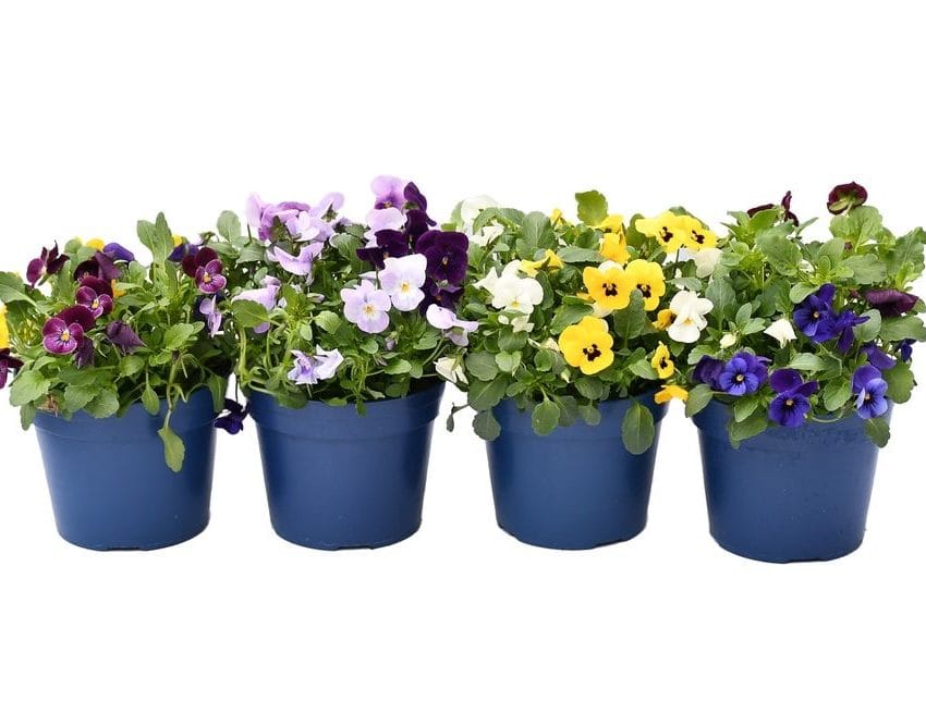 Dan i noć cvetići u saksijama, žuti, ljubičasti, beli.