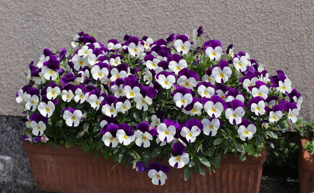 Ljubičato beli cvetići u velikoj, izduženoj saksiji