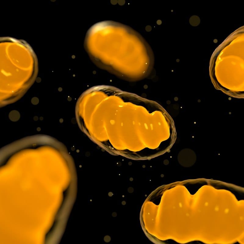 Organela mitohondrija, posmatrana pod mikroskopom, izgeda kao narandžasta larva.