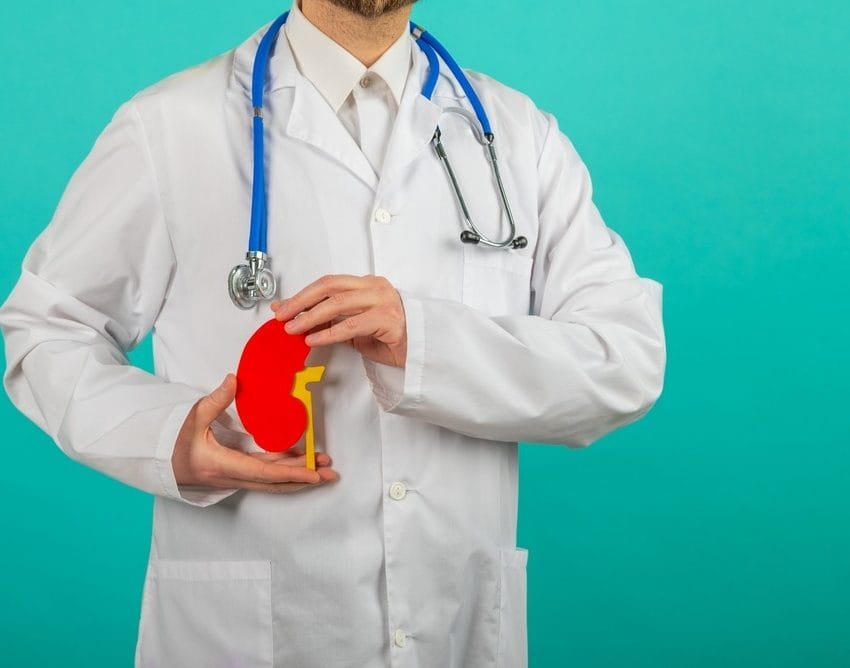 Doktor drži model bubrega u ruci, oko vrata u je stetoskop.
