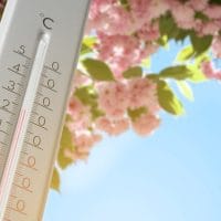 Tresnja u cvatu, ispred je termometar. Nazire se plavo nebo.