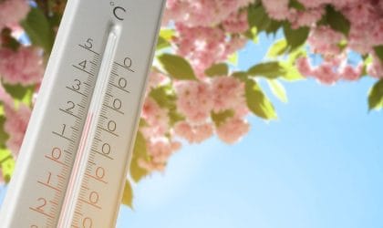 Tresnja u cvatu, ispred je termometar. Nazire se plavo nebo.