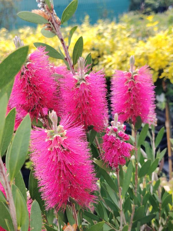 Austrlijski bottle brush- žbun koji ima crven cvetove koji podsećaju na četku za pranje flaša.