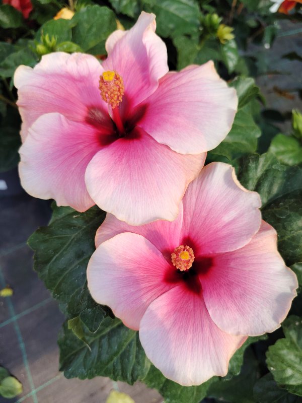 Hibiskus