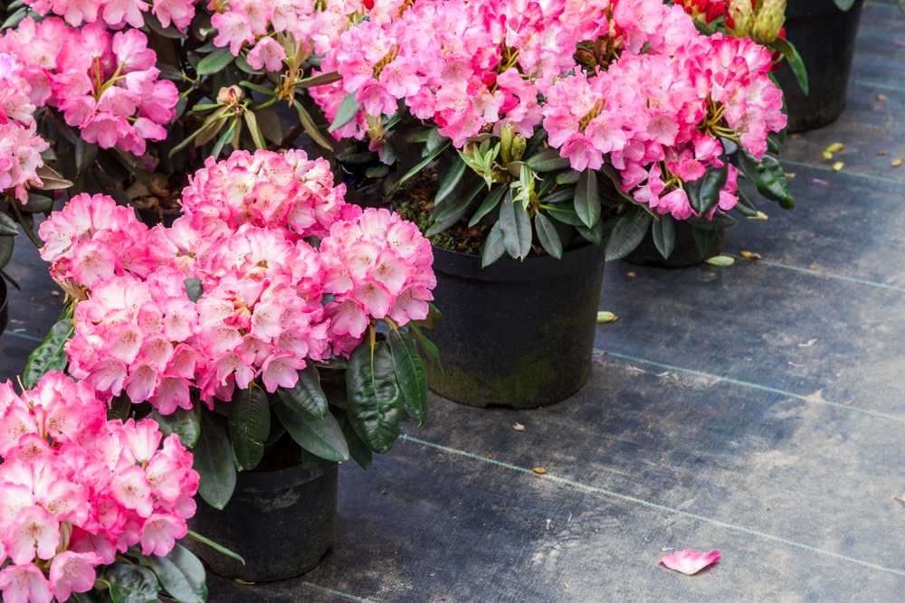 Rododendron-roze