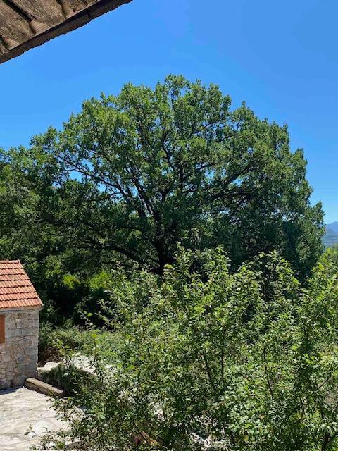 Stari hrast na imanju seoskog gazdinstva.
