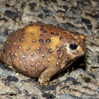 Australijska žaba, okruglasta je i braon boje.
