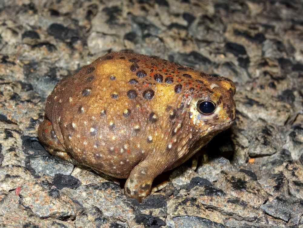 Australijska žaba, okruglasta je i braon boje.